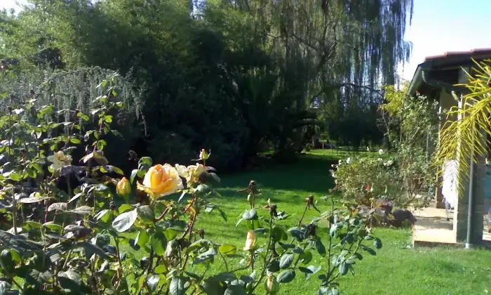 Rexer-Manziana-Elegante-villa-nel-verde-GIARDINO