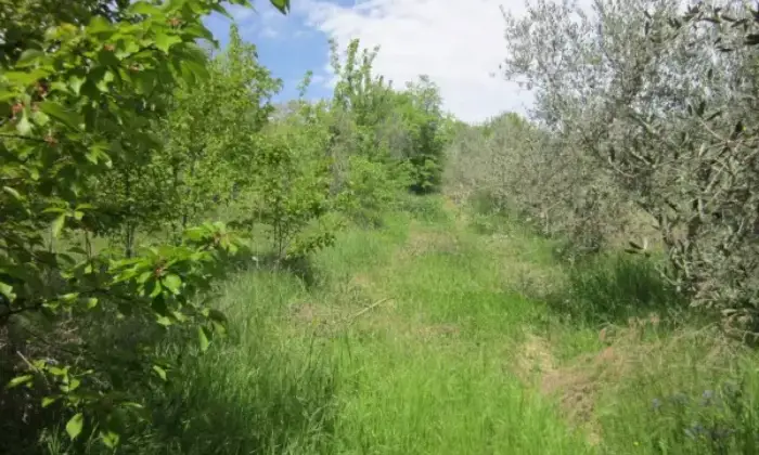 Rexer-Molinara-Casa-con-terreno-Strada-Provinciale-Bivio-CaliseCesine-Molinara-ALTRO