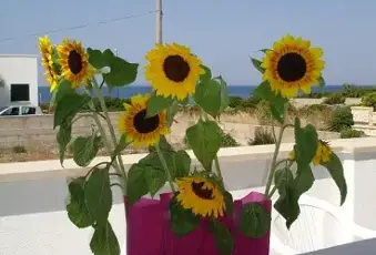 Rexer-Alliste-Villetta-vista-mare-nel-Salento-massima-igiene-e-pulizia-a-mt-dal-mare-accessibile-zon