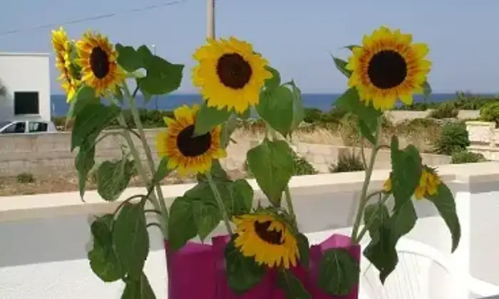 Rexer-Alliste-Villetta-vista-mare-nel-Salento-massima-igiene-e-pulizia-a-mt-dal-mare-accessibile-zon