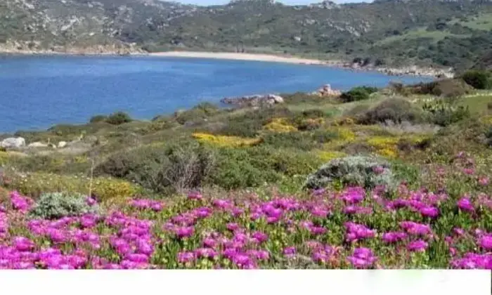 Rexer-Santa-Teresa-Gallura-Trilocale-sul-mare-ALTRO