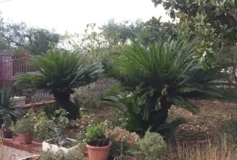 Rexer-Martina-Franca-Trullo-in-affitto-in-contrada-Paretone-ALTRO