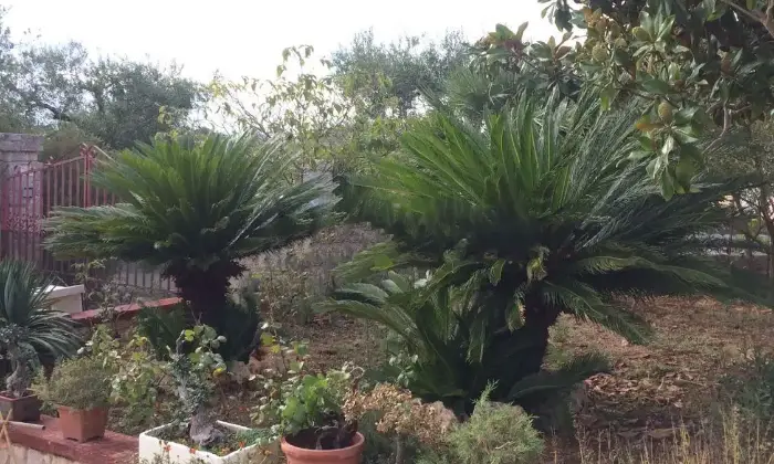 Rexer-Martina-Franca-Trullo-in-affitto-in-contrada-Paretone-ALTRO