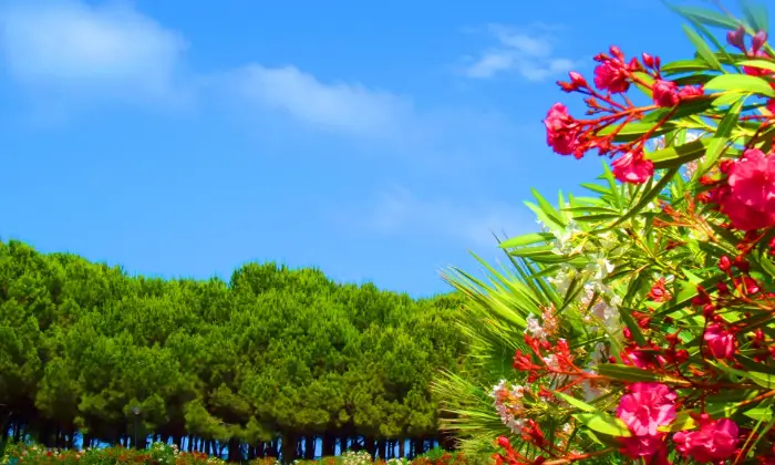 Rexer-Giulianova-Residenza-Riva-del-Sole-sulla-Pineta-FronteMare-Esterno