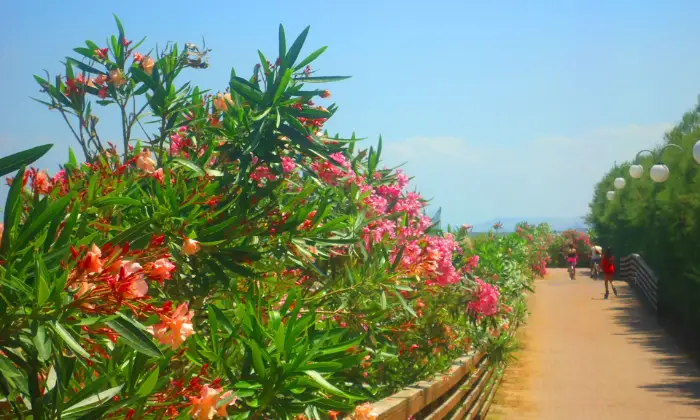 Rexer-Giulianova-Monolocale-con-giardinetto-e-posto-auto-a-Giulianova-sulla-Pineta-FRONTEMARE-Pista-ciclo-pedonale