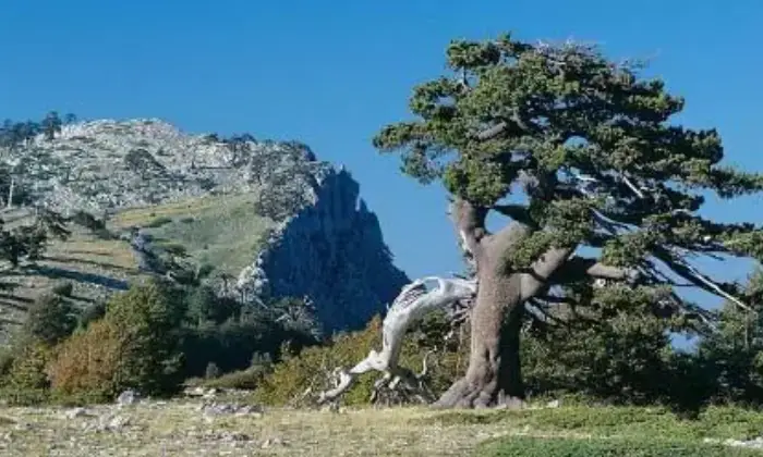 Rexer-Teana-Affitto-a-riscattoMini-appartamento-Teana-nel-Pollino-ALTRO