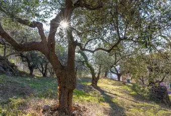 Rexer-Finale-Ligure-Finale-Ligure-Villa-di-Pregio-GIARDINO