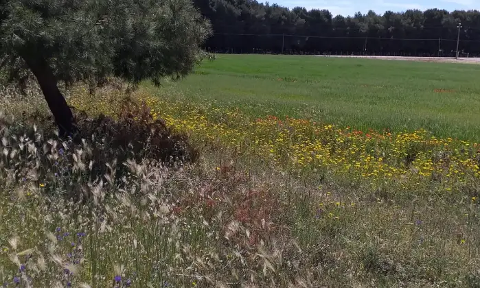 Rexer-Torricella-EX-AZIENDA-AGRICOLA-CON-CASA-COLONICA-E-CINQUANTA-ETTARI-DI-TERRENO-A-MT-DAL-MARE-CON-SPIAGGIA-SABBIOSA-Altro