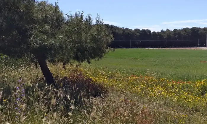 Rexer-Torricella-EX-AZIENDA-AGRICOLA-CON-CASA-COLONICA-E-CINQUANTA-ETTARI-DI-TERRENO-A-MT-DAL-MARE-CON-SPIAGGIA-SABBIOSA-Altro