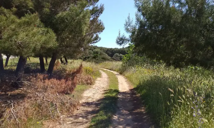 Rexer-Torricella-EX-AZIENDA-AGRICOLA-CON-CASA-COLONICA-E-CINQUANTA-ETTARI-DI-TERRENO-A-MT-DAL-MARE-CON-SPIAGGIA-SABBIOSA-Altro
