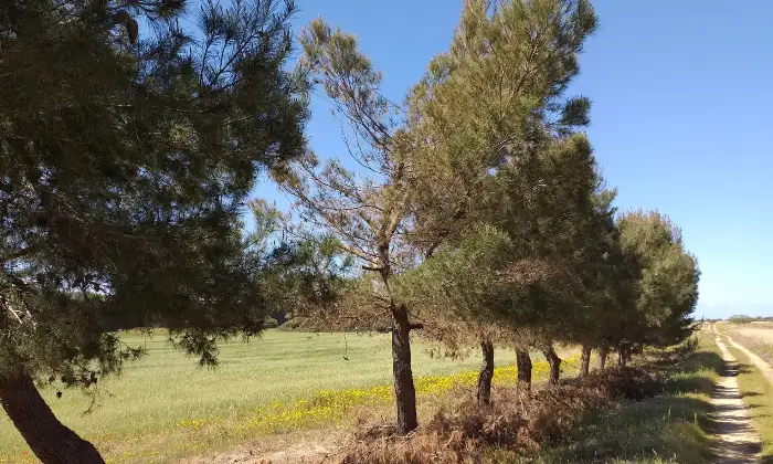 Rexer-Torricella-EX-AZIENDA-AGRICOLA-CON-CASA-COLONICA-E-CINQUANTA-ETTARI-DI-TERRENO-A-MT-DAL-MARE-CON-SPIAGGIA-SABBIOSA-Altro