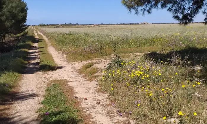 Rexer-Torricella-EX-AZIENDA-AGRICOLA-CON-CASA-COLONICA-E-CINQUANTA-ETTARI-DI-TERRENO-A-MT-DAL-MARE-CON-SPIAGGIA-SABBIOSA-Altro