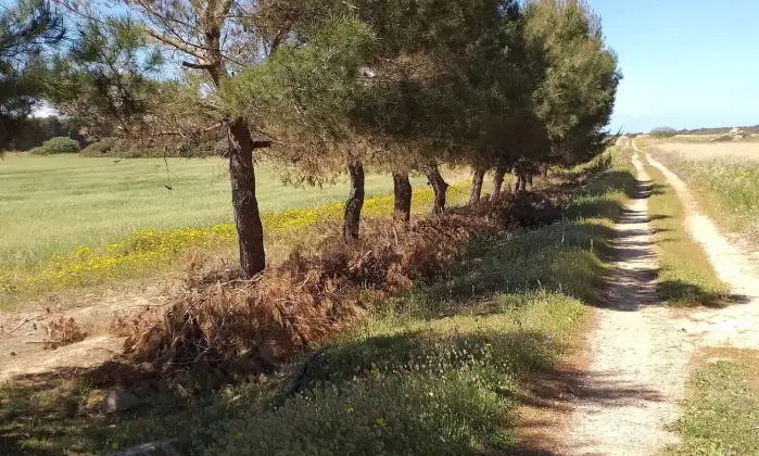 Rexer-Torricella-EX-AZIENDA-AGRICOLA-CON-CASA-COLONICA-E-CINQUANTA-ETTARI-DI-TERRENO-A-MT-DAL-MARE-CON-SPIAGGIA-SABBIOSA-Altro