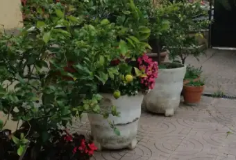 Rexer-Latina-Fittasi-luminosissimo-appartamento-arredato-con-giardino-GIARDINO