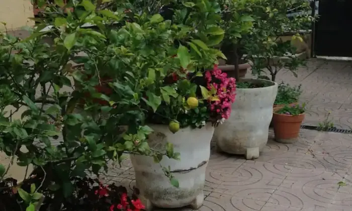 Rexer-Latina-Fittasi-luminosissimo-appartamento-arredato-con-giardino-GIARDINO