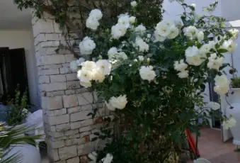 Rexer-Ostuni-Villa-indipendente-in-residence-Ostuni-Marina-GIARDINO