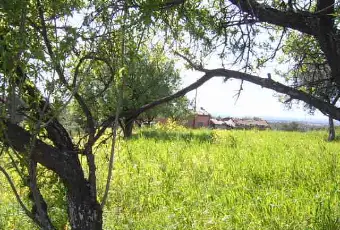 Rexer-Cerchiara-di-Calabria-Cerchiar-di-calabria-casolare-con-terreno-ulivetato-vendo-GIARDINO