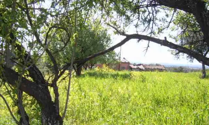 Rexer-Cerchiara-di-Calabria-Cerchiar-di-calabria-casolare-con-terreno-ulivetato-vendo-GIARDINO