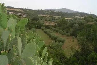 Rexer-Cerchiara-di-Calabria-Cerchiar-di-calabria-casolare-con-terreno-ulivetato-vendo-GIARDINO