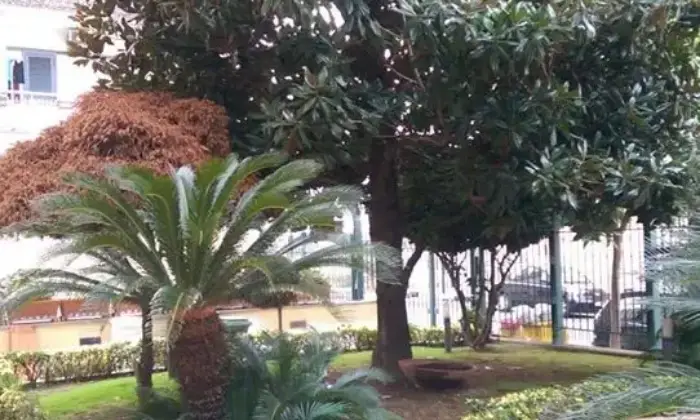 Rexer-SantAntimo-Affitto-ufficionegozio-in-struttura-di-prestigio-con-giardino-GIARDINO