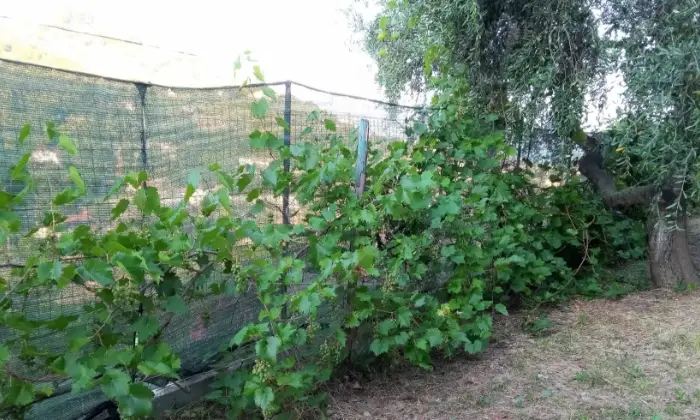 Rexer-Sanremo-Casa-indipendente-vista-mare-ristrutturata-con-tre-appartamenti-grande-giardino-garage-GIARDINO