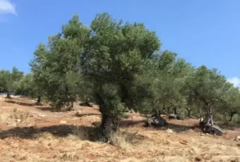 Rexer-Trapani-Casale-Strada-Comunale-Serro-Trapani-ALTRO