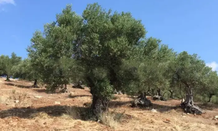 Rexer-Trapani-Casale-Strada-Comunale-Serro-Trapani-ALTRO