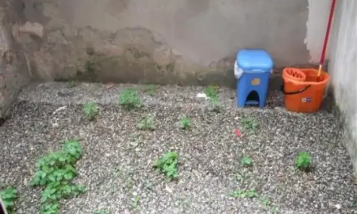 Rexer-Livorno-Affitto-negozio-zona-porta-a-mare-Livorno-GIARDINO