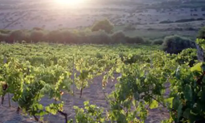 Rexer-Bosa-Villetta-i-Ciliegi-immersa-nei-vigneti-di-Bosa-GIARDINO