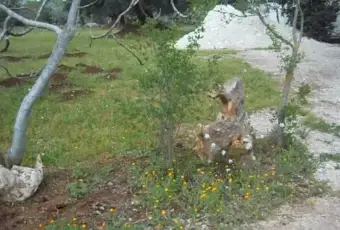 Rexer-Ceglie-Messapica-TRULLO-ZAPPA-DARGENTO-fittovendo-GIARDINO