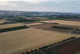 Rexer-San-Martino-in-Pensilis-Azienda-Agricola-in-Molise-ALTRO