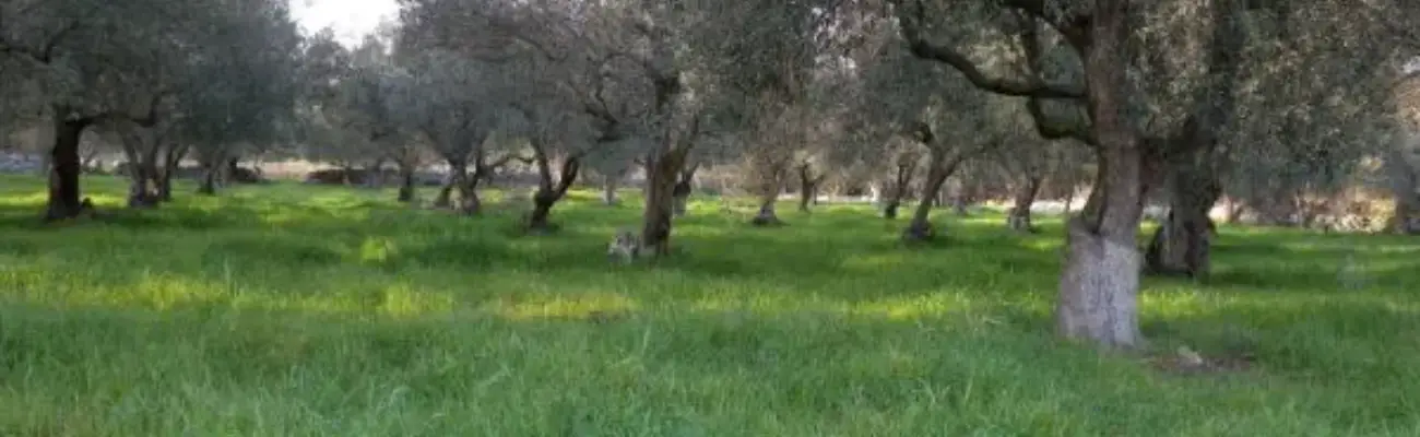 Rexer-Noto-Terreno-uliveto-noto-edificabile-ALTRO