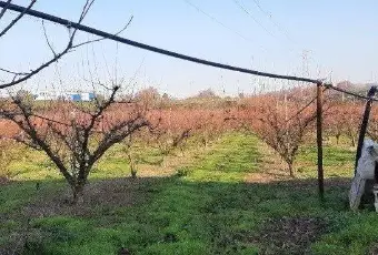 Rexer-Teano-Vendesi-Podere-con-frutteto-a-Teano-CE-Terreno