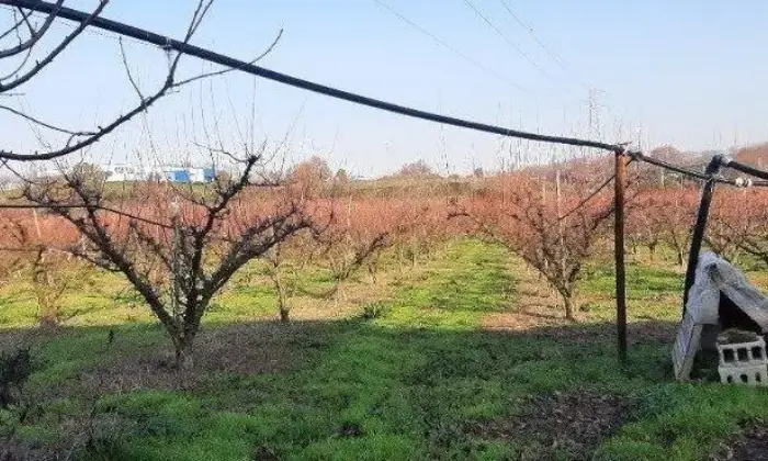 Rexer-Teano-Vendesi-Podere-con-frutteto-a-Teano-CE-Terreno