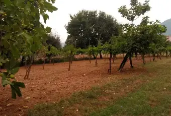 Rexer-Roccaromana-Rustico-da-ristrutturare-con-vigneto-Terrazzo