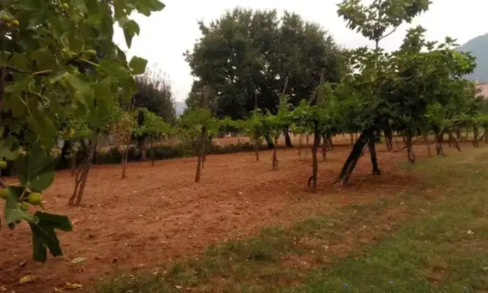 Rexer-Roccaromana-Rustico-da-ristrutturare-con-vigneto-Terrazzo