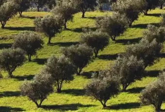 Rexer-Uggiano-Terreno-oliveto-di-mq-a-minuti-da-Otranto-LE-Giardino