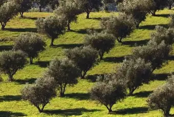 Rexer-Uggiano-la-Chiesa-Terreno-oliveto-di-mq-a-minuti-da-Otranto-LE-Giardino
