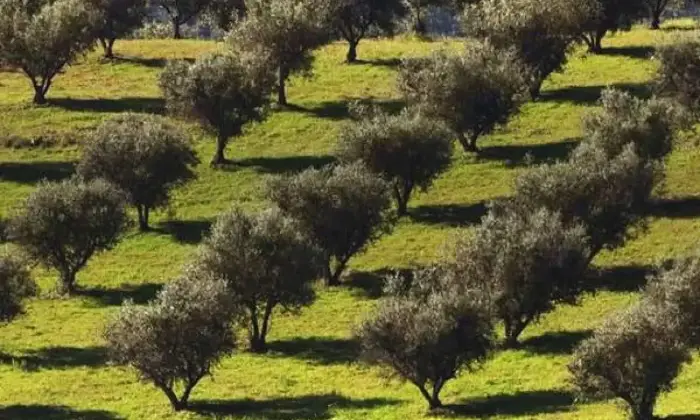 Rexer-Uggiano-Terreno-oliveto-di-mq-a-minuti-da-Otranto-LE-Giardino