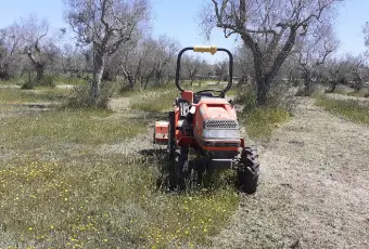 Rexer-Uggiano-Terreno-oliveto-di-mq-a-minuti-da-Otranto-LE-Giardino