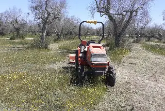Rexer-Uggiano-la-Chiesa-Terreno-oliveto-di-mq-a-minuti-da-Otranto-LE-Giardino