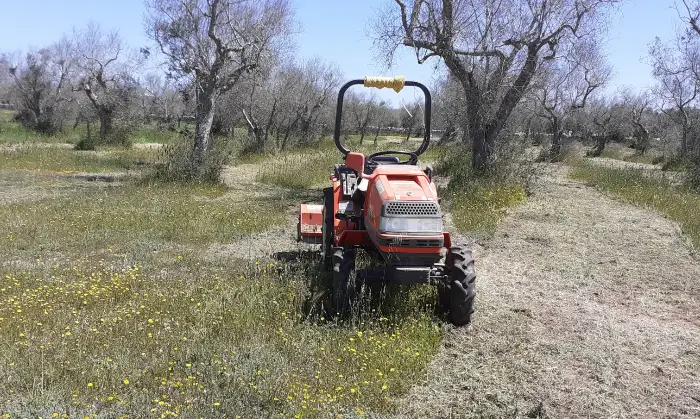 Rexer-Uggiano-la-Chiesa-Terreno-oliveto-di-mq-a-minuti-da-Otranto-LE-Giardino