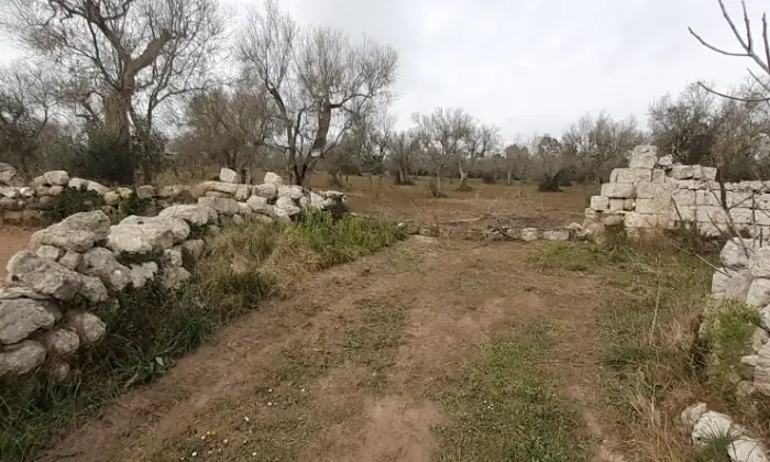 Rexer-Uggiano-Terreno-oliveto-di-mq-a-minuti-da-Otranto-LE-Giardino