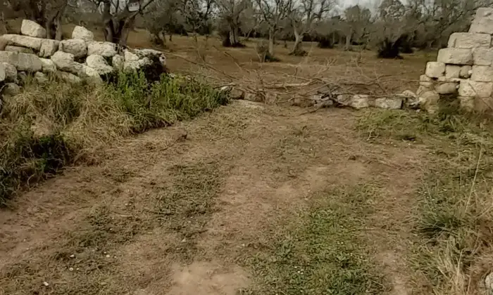 Rexer-Uggiano-la-Chiesa-Terreno-oliveto-di-mq-a-minuti-da-Otranto-LE-Giardino