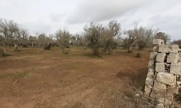 Rexer-Uggiano-Terreno-oliveto-di-mq-a-minuti-da-Otranto-LE-Giardino