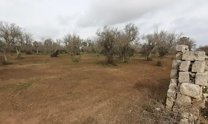 Rexer-Uggiano-la-Chiesa-Terreno-oliveto-di-mq-a-minuti-da-Otranto-LE-Giardino