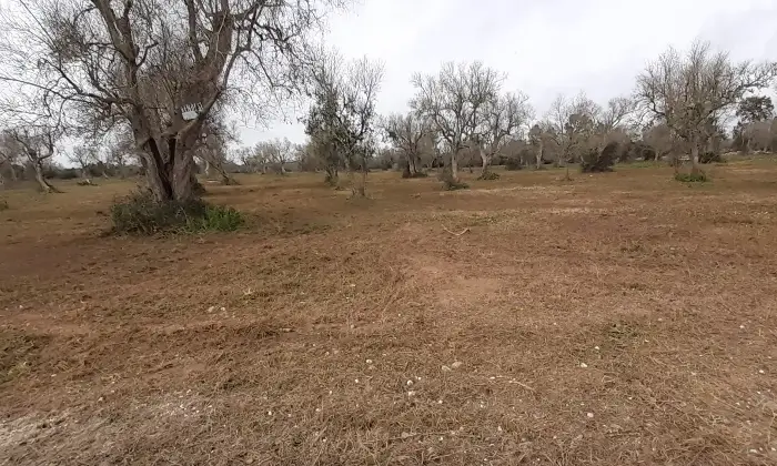 Rexer-Uggiano-la-Chiesa-Terreno-oliveto-di-mq-a-minuti-da-Otranto-LE-Giardino