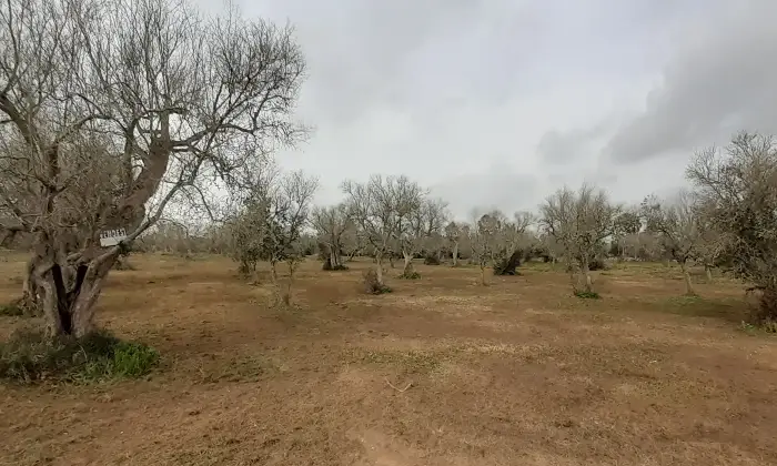 Rexer-Uggiano-la-Chiesa-Terreno-oliveto-di-mq-a-minuti-da-Otranto-LE-Giardino