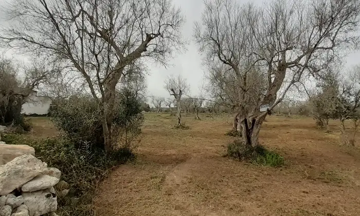 Rexer-Uggiano-la-Chiesa-Terreno-oliveto-di-mq-a-minuti-da-Otranto-LE-Giardino