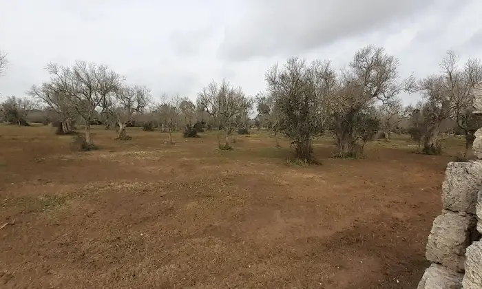 Rexer-Uggiano-la-Chiesa-Terreno-oliveto-di-mq-a-minuti-da-Otranto-LE-Giardino